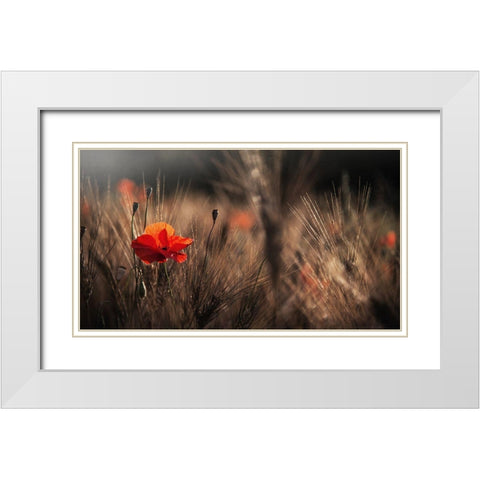 Poppy With Corn White Modern Wood Framed Art Print with Double Matting by Quaglia, Nicodemo