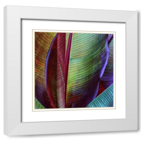 Banana Skin White Modern Wood Framed Art Print with Double Matting by Casanova, Francois