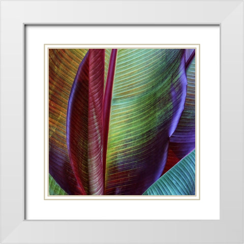 Banana Skin White Modern Wood Framed Art Print with Double Matting by Casanova, Francois