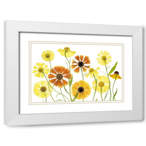 Helenium White Modern Wood Framed Art Print with Double Matting by Disher, Mandy