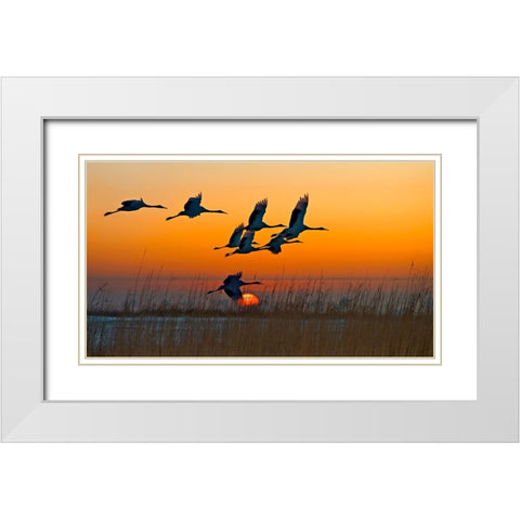 Red-Crowned Cranes White Modern Wood Framed Art Print with Double Matting by Zhu, Hua