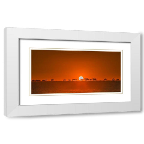 Wildebeests Walking In Golden Light White Modern Wood Framed Art Print with Double Matting by Hua, David