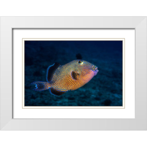 Blue Triggerfish White Modern Wood Framed Art Print with Double Matting by Gabriel, Barathieu