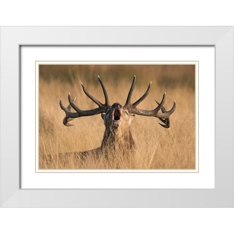 Ready To Rut White Modern Wood Framed Art Print with Double Matting by Uddin, Kutub