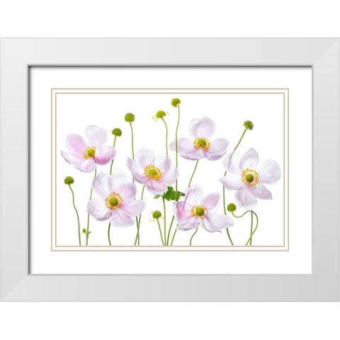 Japanese Anemones White Modern Wood Framed Art Print with Double Matting by Disher, Mandy