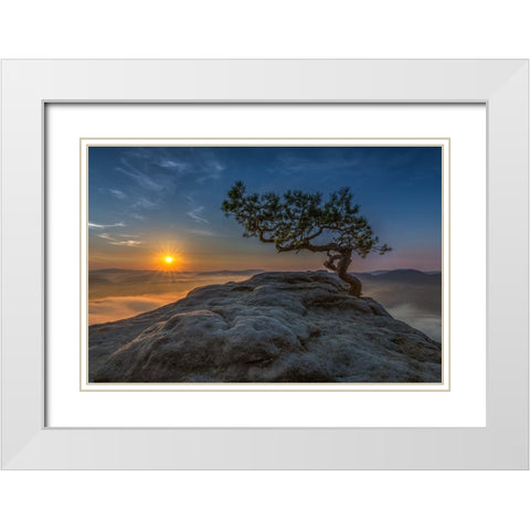 Old Pine White Modern Wood Framed Art Print with Double Matting by Siegel, Thomas