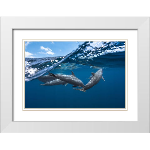 Dolphins White Modern Wood Framed Art Print with Double Matting by Gabriel, Barathieu