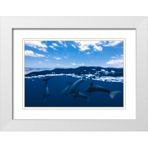 Between Air And Water With The Dolphins White Modern Wood Framed Art Print with Double Matting by Gabriel, Barathieu