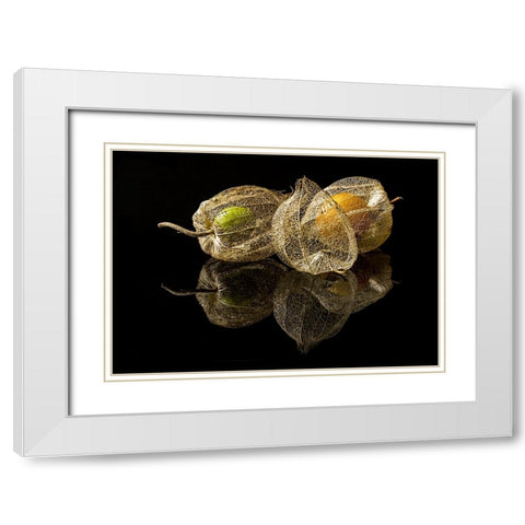 Physalis Alkekengi L. White Modern Wood Framed Art Print with Double Matting by Gaberkosir
