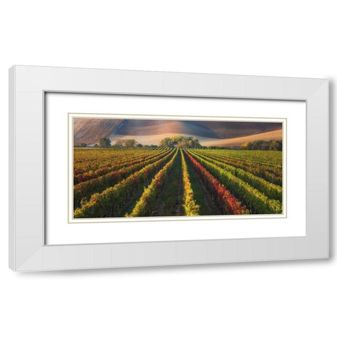 Vineyard In Autumn White Modern Wood Framed Art Print with Double Matting by Komovec, Ales