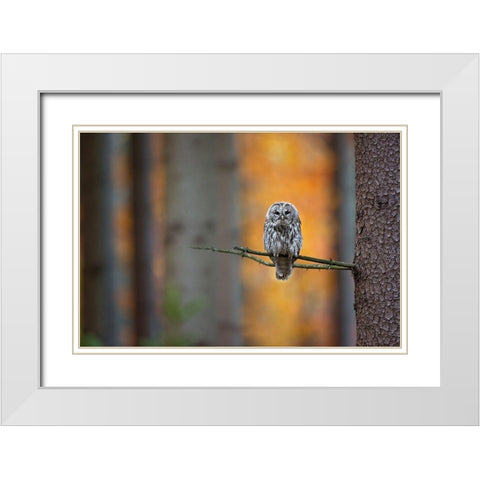 Tawny Owl White Modern Wood Framed Art Print with Double Matting by Zygmunt, Milan