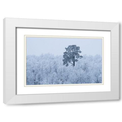 First Snow White Modern Wood Framed Art Print with Double Matting by Kharitonov, Alexey