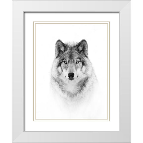 Portrait of a Timber Wolf White Modern Wood Framed Art Print with Double Matting by Cumming, Jim
