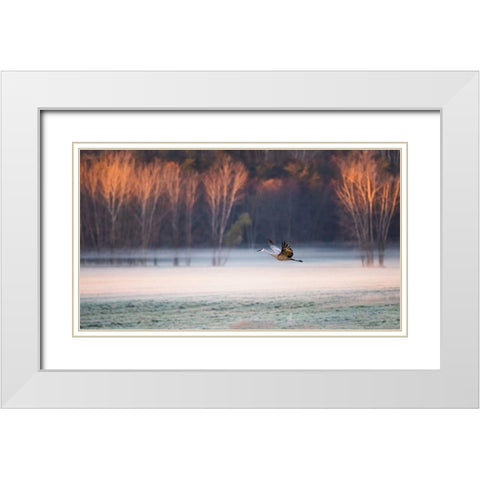 Lonely Flyer White Modern Wood Framed Art Print with Double Matting by Luo, Jane