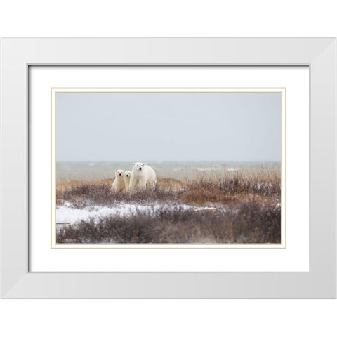 Mother A Cubs At The Seaside White Modern Wood Framed Art Print with Double Matting by Pozzi, Marco