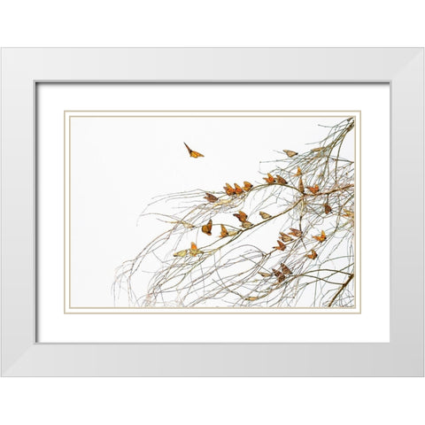 Winter Monarchies White Modern Wood Framed Art Print with Double Matting by Mao, Dianne