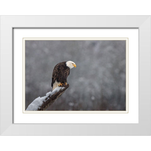 Snow On The Skagit White Modern Wood Framed Art Print with Double Matting by Barsh, Greg