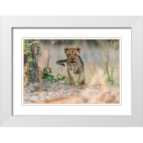 Cub - South Luangwa White Modern Wood Framed Art Print with Double Matting by Damico, Giuseppe