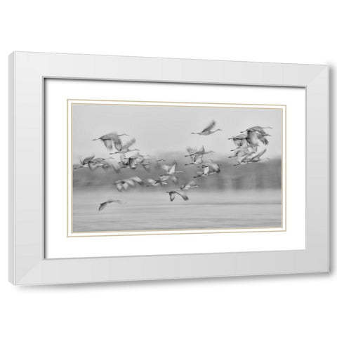 Dream Flight White Modern Wood Framed Art Print with Double Matting by Wang, Kevin