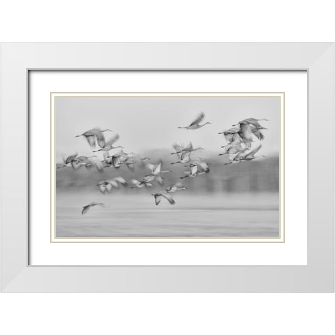 Dream Flight White Modern Wood Framed Art Print with Double Matting by Wang, Kevin