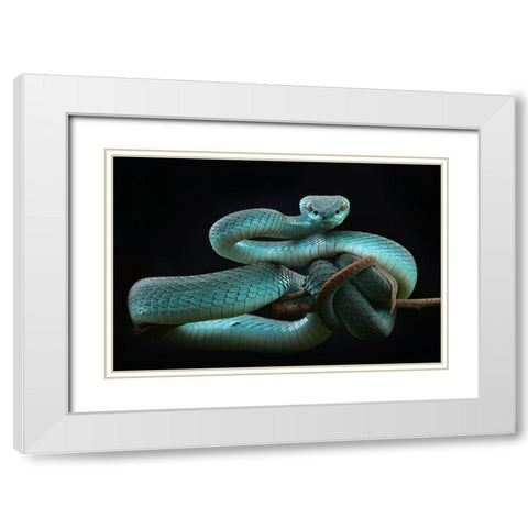 Trimeresurus Insularis [Blue] White Modern Wood Framed Art Print with Double Matting by Nofri, Wel