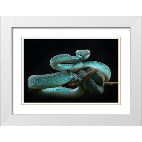 Trimeresurus Insularis [Blue] White Modern Wood Framed Art Print with Double Matting by Nofri, Wel