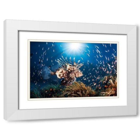 Lionfish White Modern Wood Framed Art Print with Double Matting by Gabriel, Barathieu