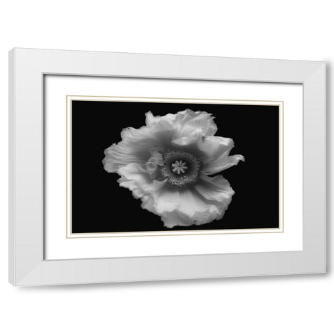 Poppy In Mono White Modern Wood Framed Art Print with Double Matting by Gronkjar, Lotte