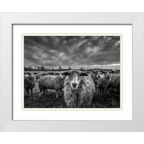 Only Sheep White Modern Wood Framed Art Print with Double Matting by Coenders, Chris