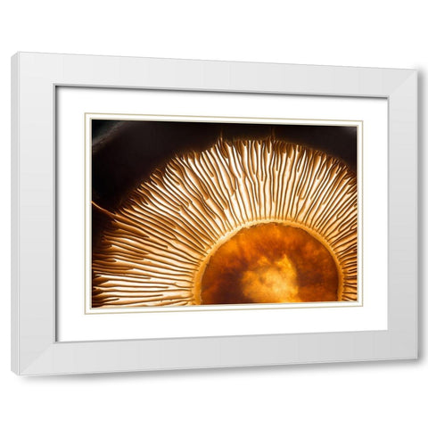 Portobello Mushroom White Modern Wood Framed Art Print with Double Matting by De Kogel, Wieteke