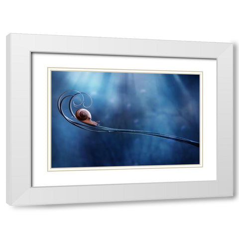 Beautifull Snail White Modern Wood Framed Art Print with Double Matting by Almustaqim, Dede