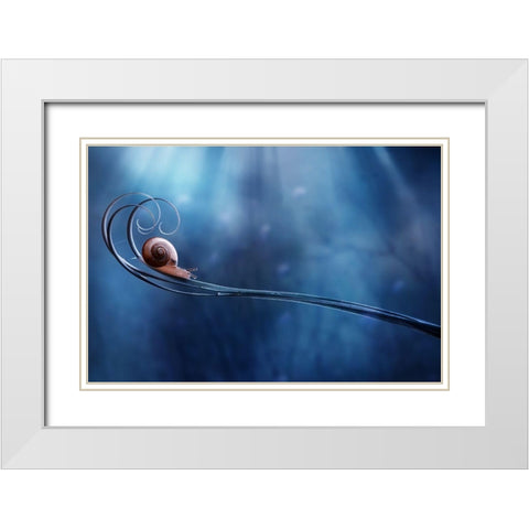Beautifull Snail White Modern Wood Framed Art Print with Double Matting by Almustaqim, Dede