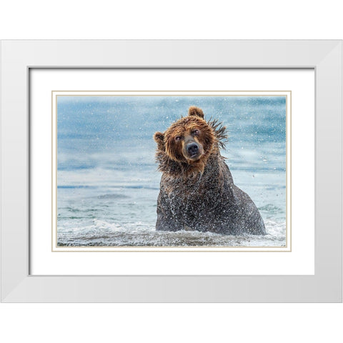 Shaking - Kamchatka-Russia White Modern Wood Framed Art Print with Double Matting by Damico, Giuseppe