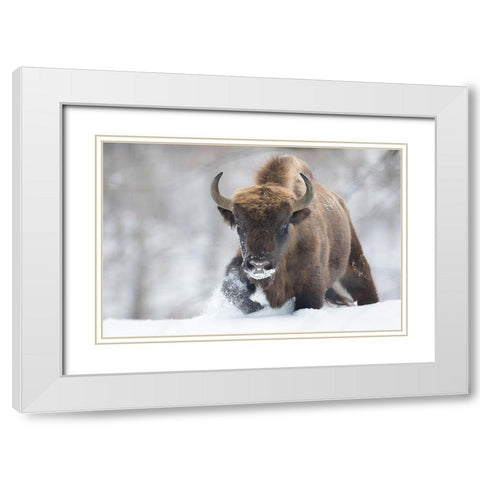 Rewilded White Modern Wood Framed Art Print with Double Matting by Mastahac, Sebastian