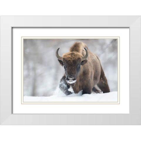 Rewilded White Modern Wood Framed Art Print with Double Matting by Mastahac, Sebastian
