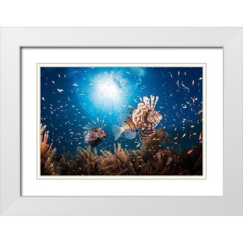 Lionfish White Modern Wood Framed Art Print with Double Matting by Gabriel, Barathieu