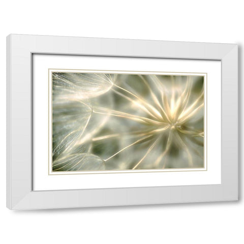 Coeur De Velour ... White Modern Wood Framed Art Print with Double Matting by Cseresnjes, Anna