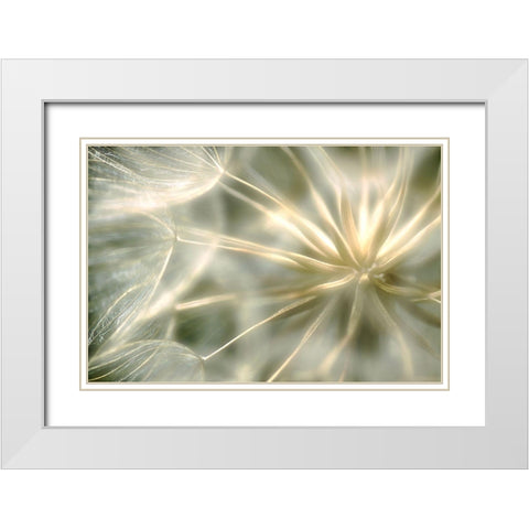 Coeur De Velour ... White Modern Wood Framed Art Print with Double Matting by Cseresnjes, Anna