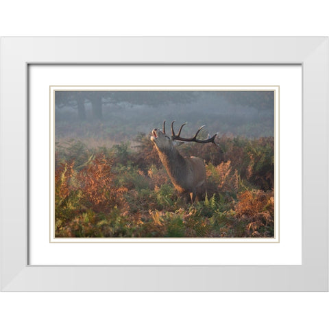 Bellowing Stag Deer White Modern Wood Framed Art Print with Double Matting by Meswani, Prashant