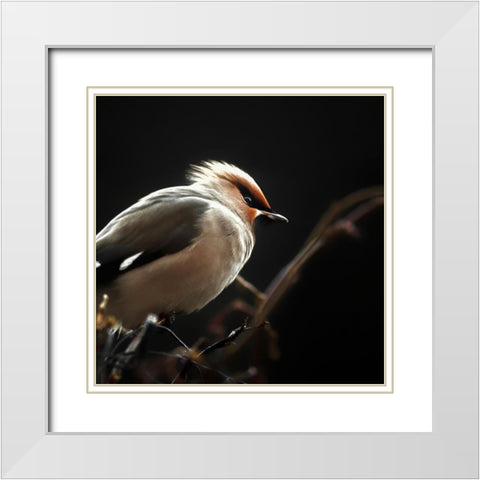 Silk tail White Modern Wood Framed Art Print with Double Matting by Pettersson, Benny