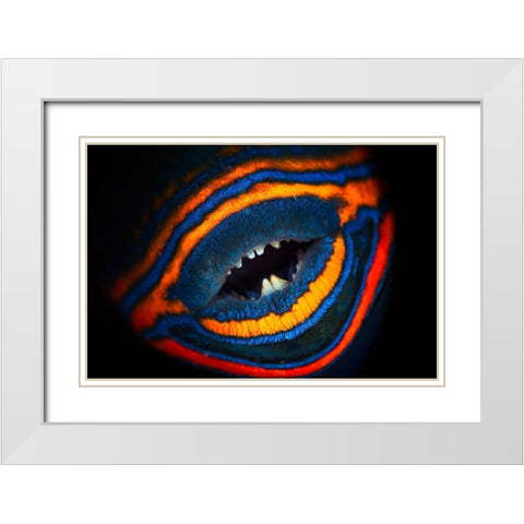 Orange-Lined Triggerfish White Modern Wood Framed Art Print with Double Matting by Gabriel, Barathieu