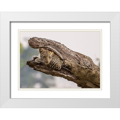 Hide And Seek White Modern Wood Framed Art Print with Double Matting by Kim, Eunice