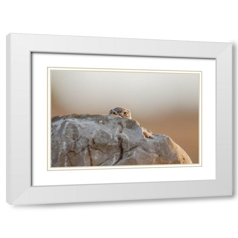 Little Owl White Modern Wood Framed Art Print with Double Matting by Ferraro, Valerio