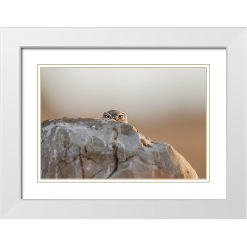 Little Owl White Modern Wood Framed Art Print with Double Matting by Ferraro, Valerio
