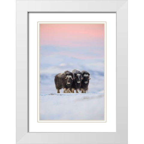 Muskox White Modern Wood Framed Art Print with Double Matting by Marchegiani, Roberto