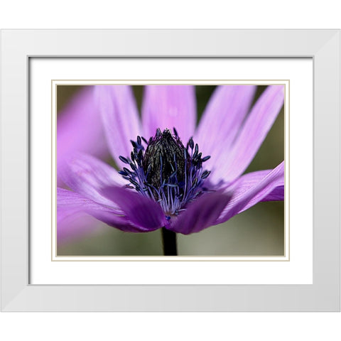 Violet Wild Flower White Modern Wood Framed Art Print with Double Matting by Renata.Ivanovic