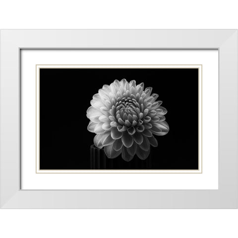 Dahlia White Modern Wood Framed Art Print with Double Matting by Gronkjar, Lotte