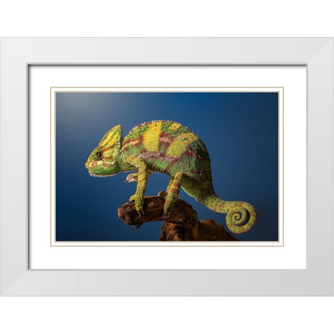 Curro White Modern Wood Framed Art Print with Double Matting by Garcia, Jose