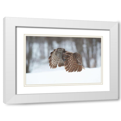 Great Grey Owl White Modern Wood Framed Art Print with Double Matting by Luo, Jim