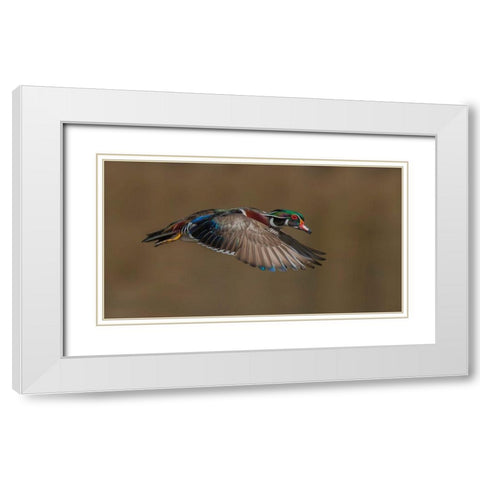 Wood Duck-Male In-Flight White Modern Wood Framed Art Print with Double Matting by A, Salman